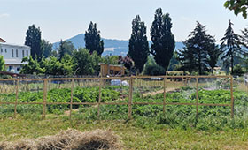 Ein Zaun, dahinter grünes Gras, bewachsene  Beete und hohe Bäume. Bild: ProLand