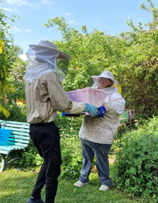Zwei Personen in Schutzkleidung hantieren mit einem Kasten mit Bienen. Bild: ProLand