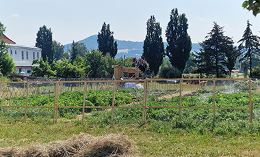 Ein Zaun, dahinter gr�nes Gras, bewachsene  Beete und hohe B�ume